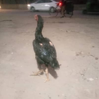 vitnami aseel patha  for sale