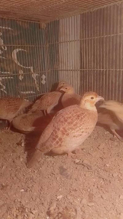 Irani Teetar Chiks for sale