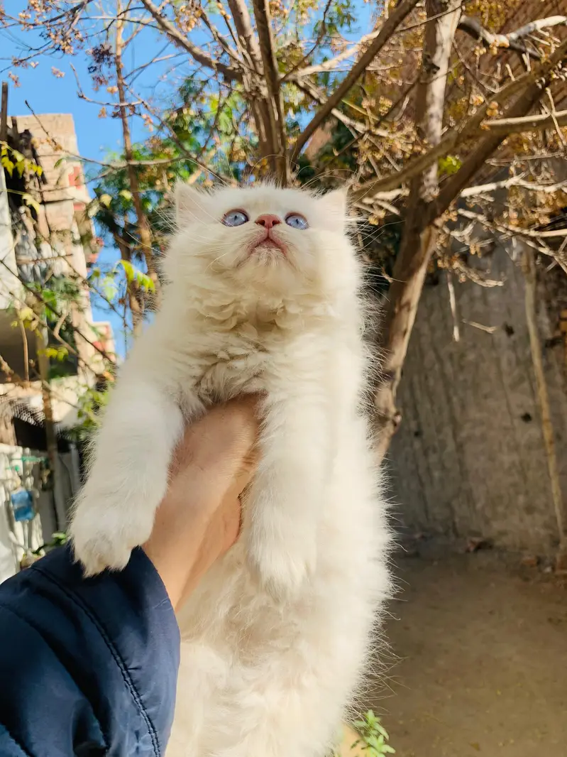 Persian kittens|triple Coated|Punch Face kittens |cute |white Cats — photo 10