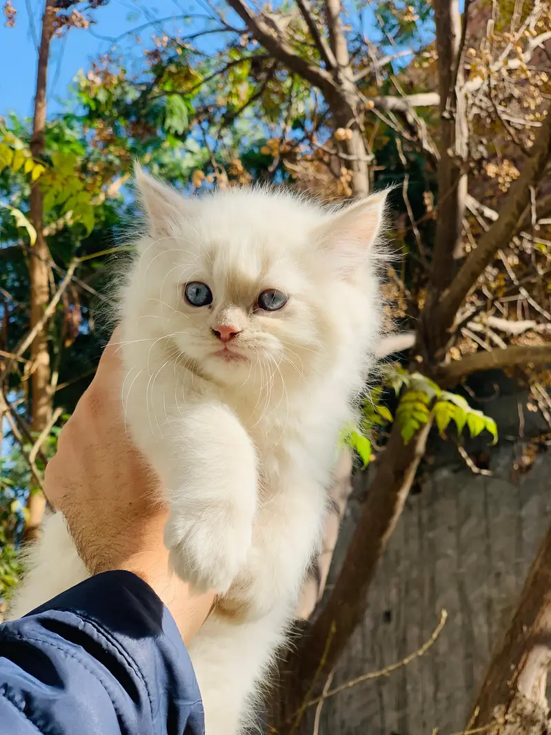 Persian kittens|triple Coated|Punch Face kittens |cute |white Cats — photo 11
