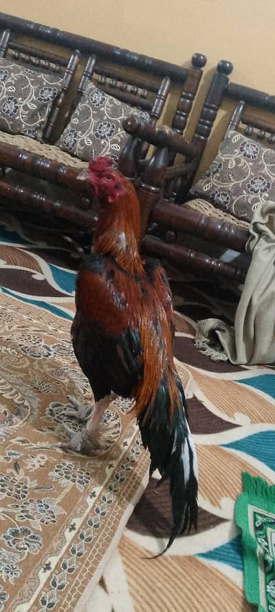 pure Reza Aseel big size for sale