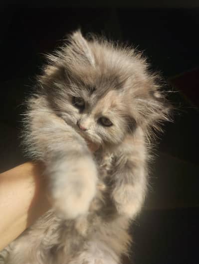 Persian kittens