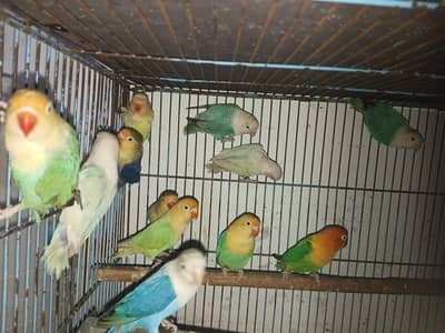 palefellow split available for sale,