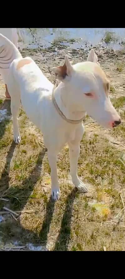 kohati gultair male available for sale