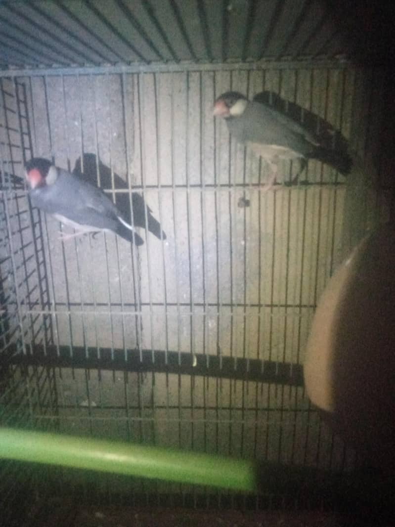 java bards bredar  pair hailte 0