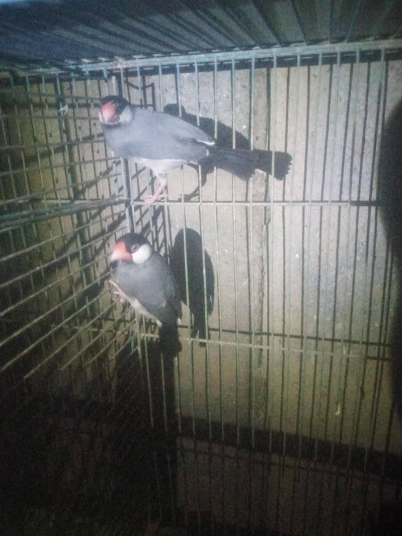 java bards bredar  pair hailte 1