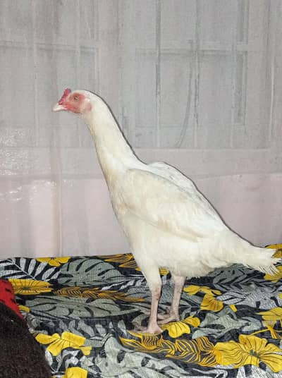 Top quality Heera Madi