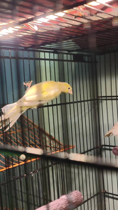 canary for sale