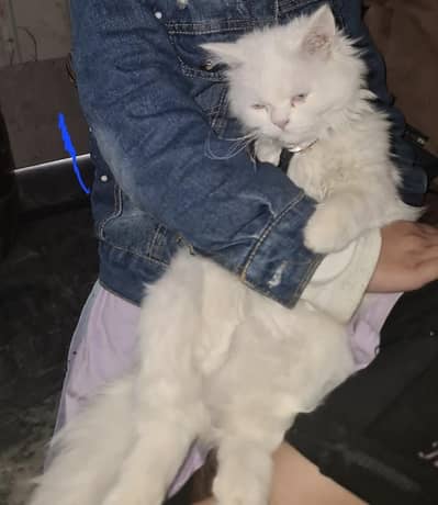 BLUE eyes . . . doll face . . . persian. . double cotted very friendly