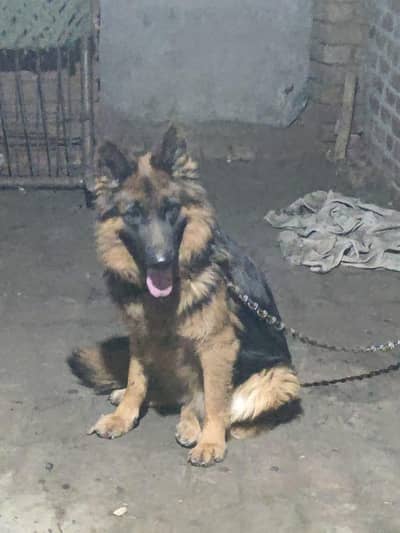 German shepherd female contact 03487559488
