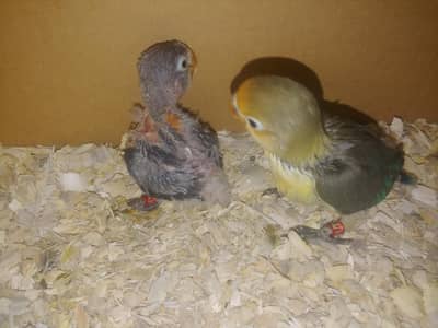 love bird chicks