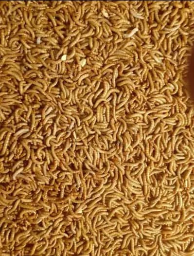 Mealworms