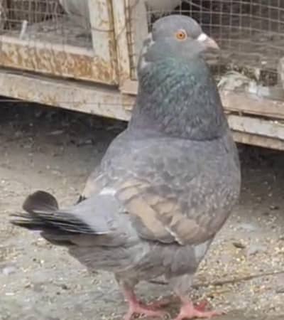 King Breeder Female for sale.