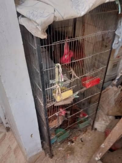 2 murgi aur 1 murgha with pinjra for sale
