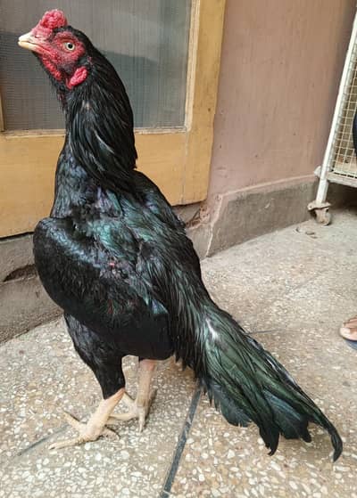 aseel murga mushka lassani  03498200770