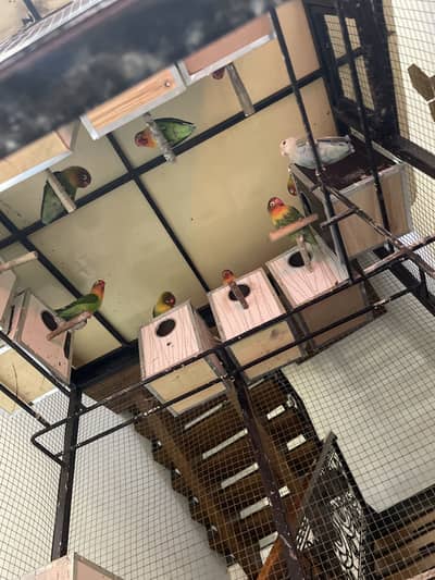 Love birds pair and single