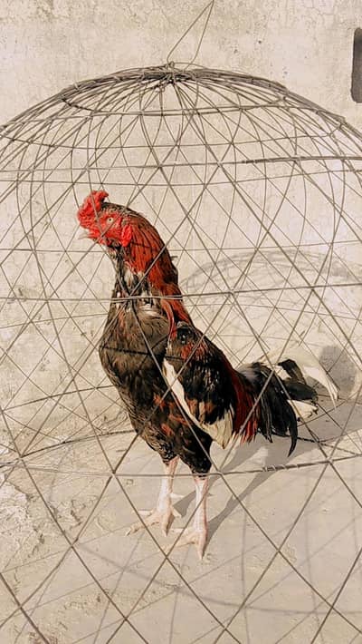 or murgay available hai what's app 03144957167