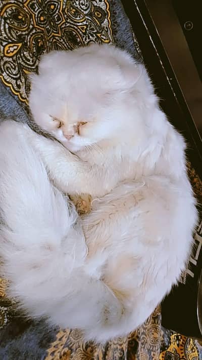 Persian cat white color