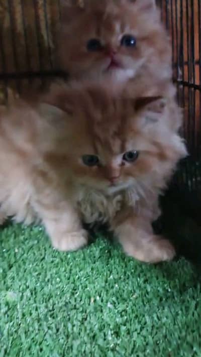 pairsian male female kitten and accessories for sale