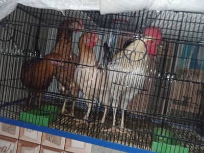 3 Hens 1 Rooster  with cage