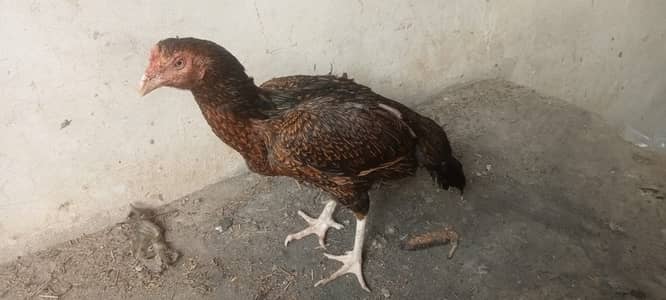 Pure hasseel morgi 3000