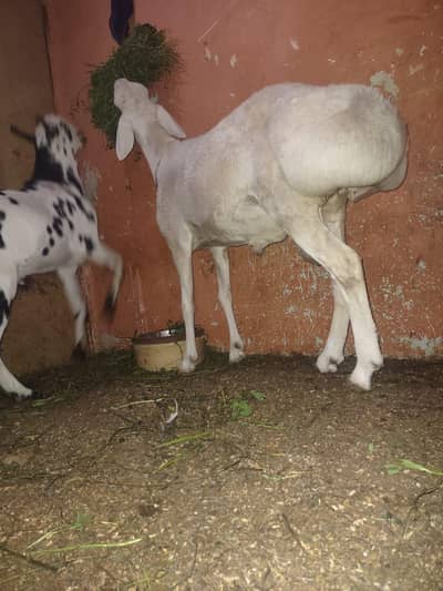 bulkul sehat man janwr h