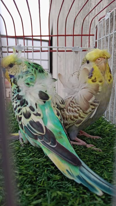 Budgies breeder pair