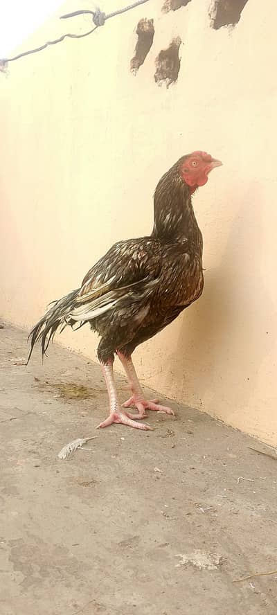 Pure Aseel Saleta (03235966361)