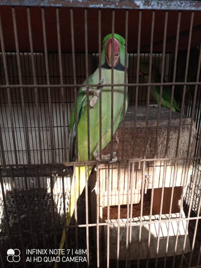 only male raw parrots  for sale