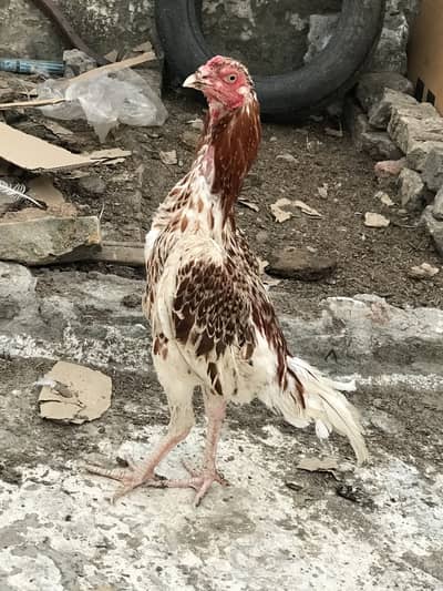 Aseel O33Z 33 I6I 33 whattsapp or phone