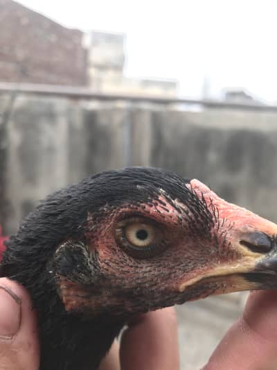 Aseel murgiha for sale