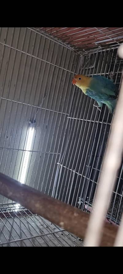 Parblue Opline split Palefellow Male