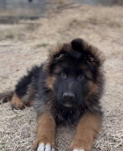 Garmen Shepared pink pidagree