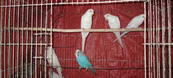 Australian Red Eye White Parrots Young Pathay Available For Sale