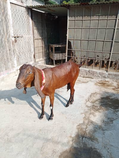 nagra bakri