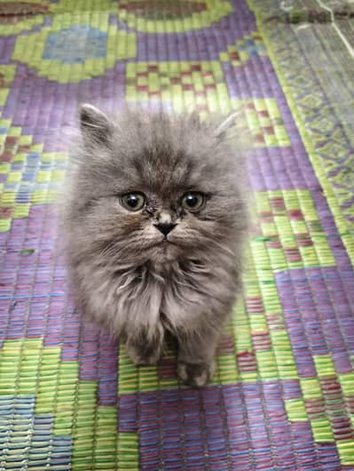 Persian kittens Semi Puch and Punch Face