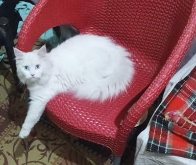 blue eyes full traind ph 0:3:2:8:1:2:5:2:1:3:0