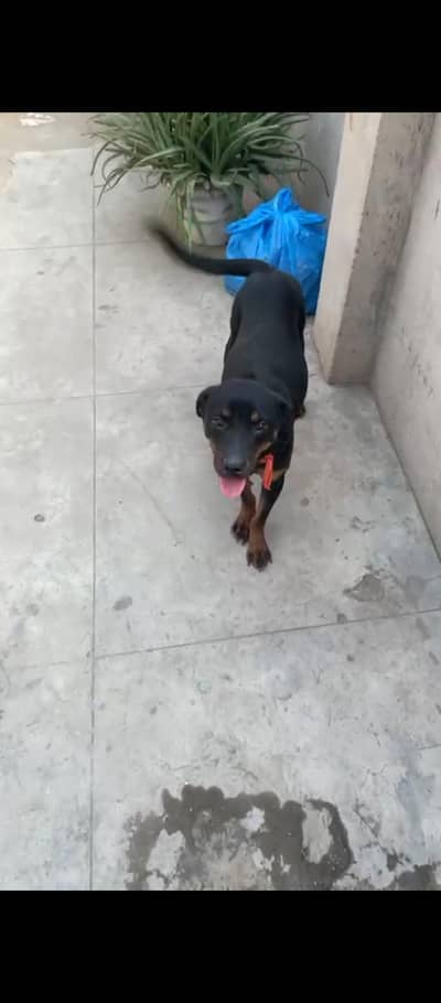 friendly female dog for sale