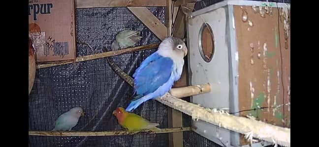 Love birds pair with eggs