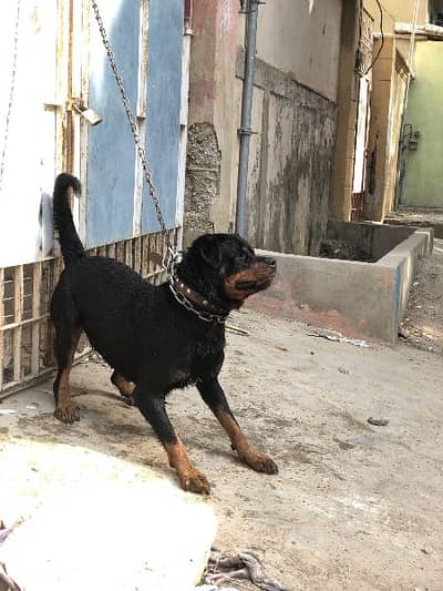 Rottweilers non pedigree ,active, ready to bread