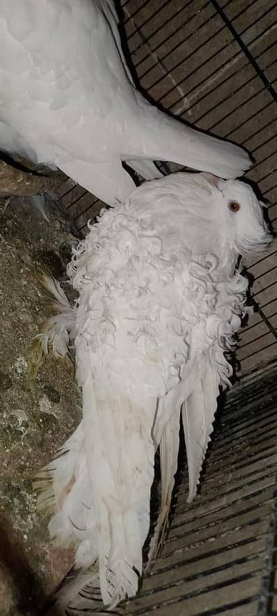 Fancy Pigeons pairs for sale
