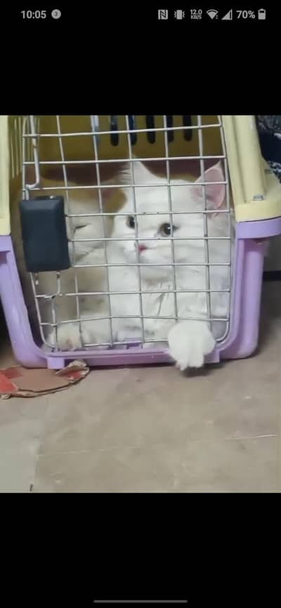 male female Persian cat