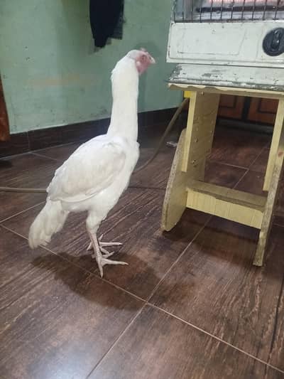 white heera aseel pure