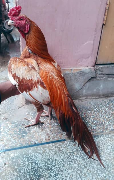 aseel murga peela 03498200770