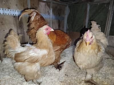 Golden Heavy Buff Breeder Set 2 Female + 1 Male