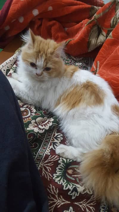 Persian cat
