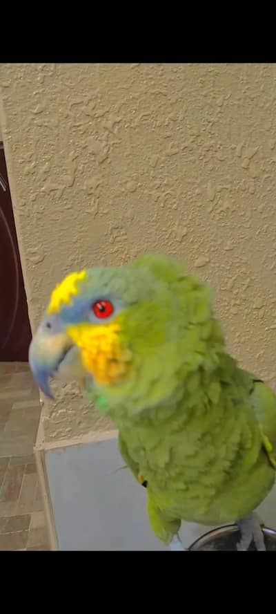 orange winged amzone