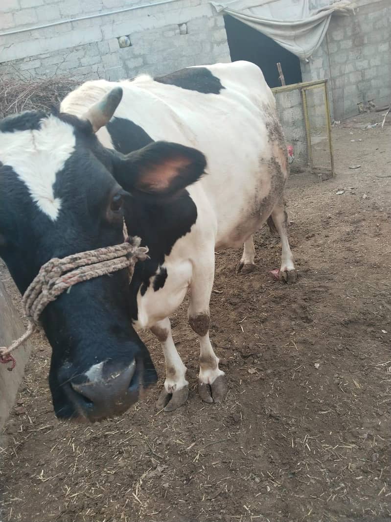 ولائتئ نسل دودھ وآلئ گائے 0