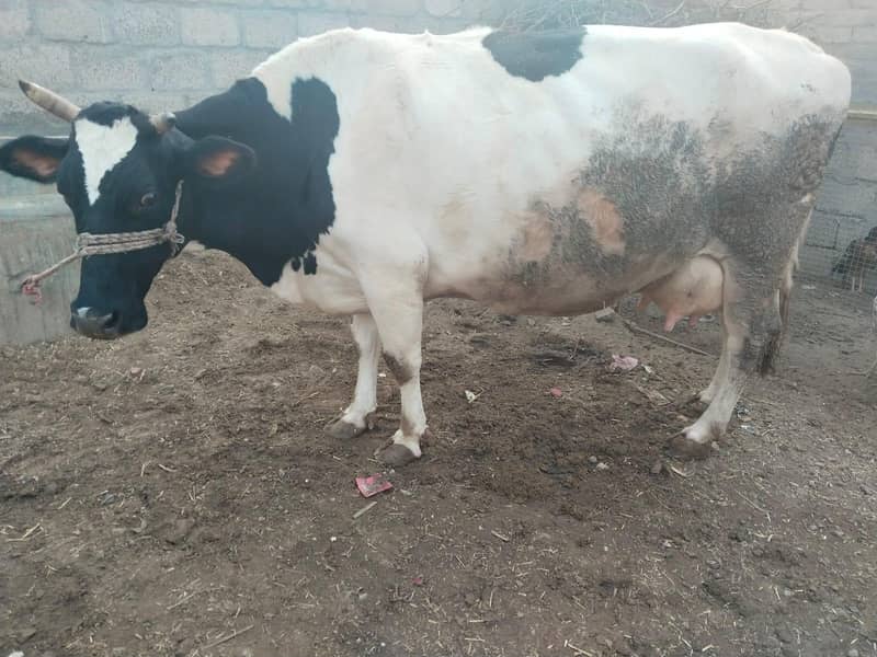 ولائتئ نسل دودھ وآلئ گائے 3