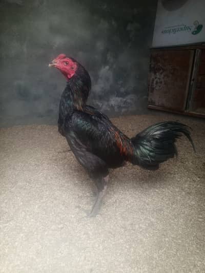 Aseel Burmi and Saigon